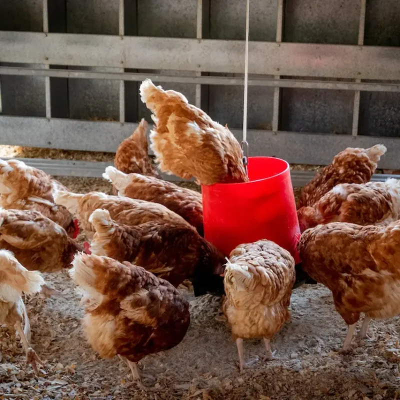 Poultry Production and Management